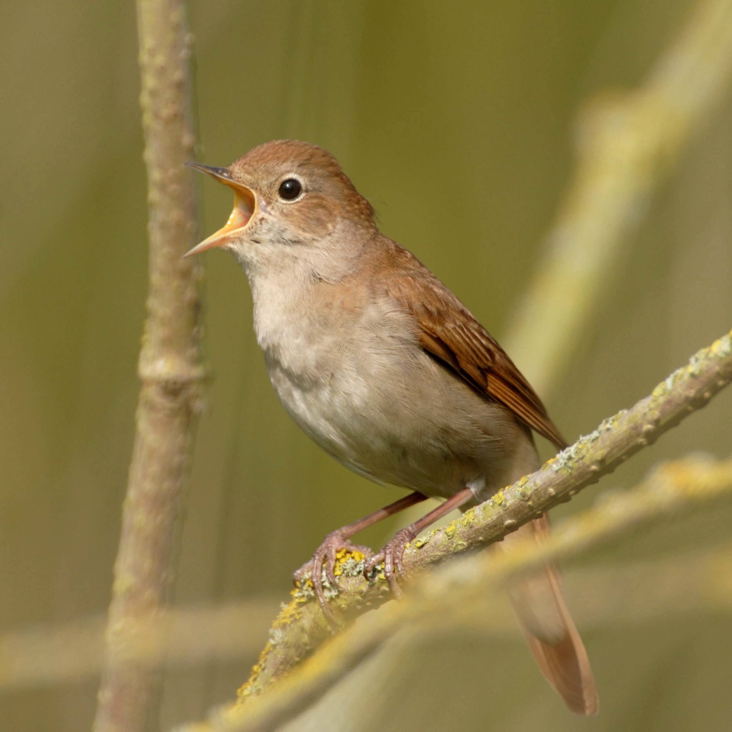 Dragonkin: The Banished обложка